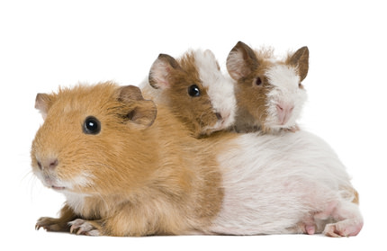Meerschwein