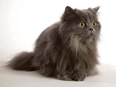 Die Perserkatze als Haustier