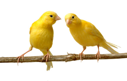 Kanarienvogel