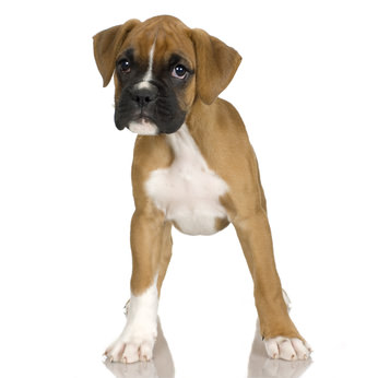 Boxer