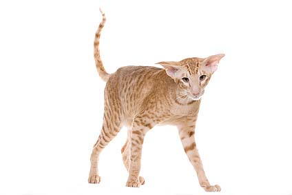 Die Siam-katze als Haustier