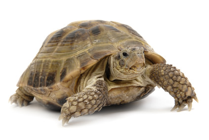 Schildkröte