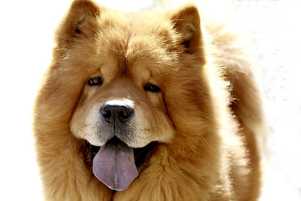 Chow Chow
