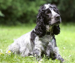 English Cocker Spaniel