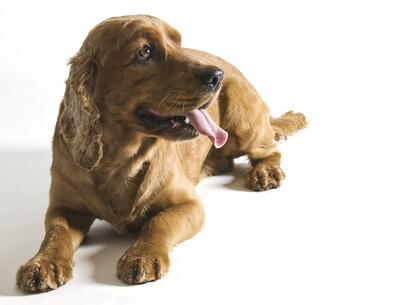 Cocker Spaniel 