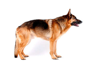Schäferhund