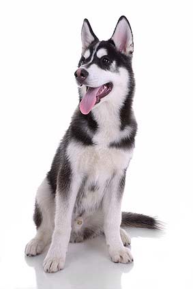 Der Husky als Haustier