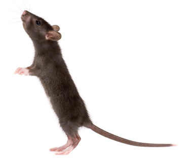 Ratte