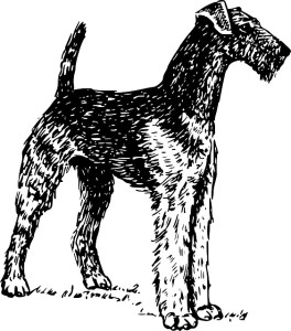 Airedale Terrier