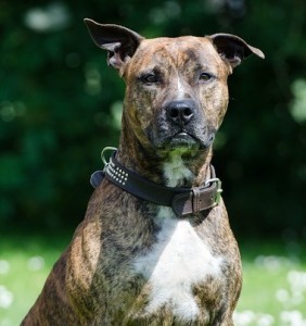 Staffordshire Terrier