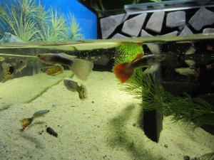 guppys