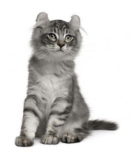 American Curl