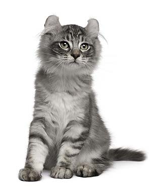 American Curl