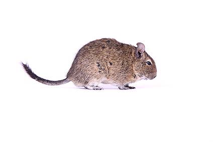 Degu