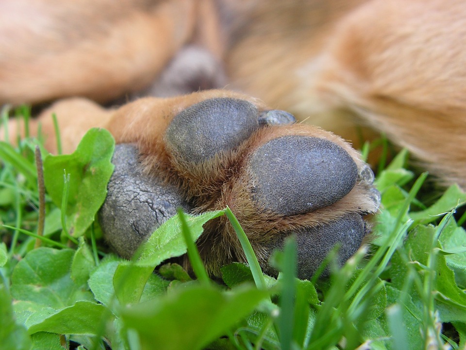 ballenverletzung hund heilung