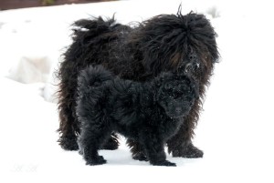 Puli