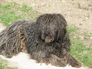 Puli Hund