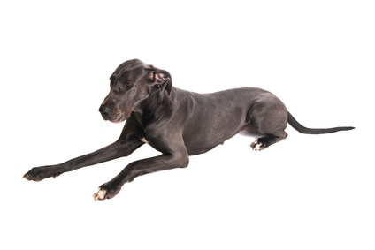 Die Dogge als Haustier