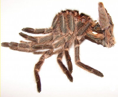 Vogelspinne