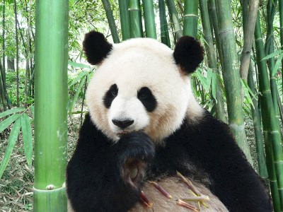 Große Panda