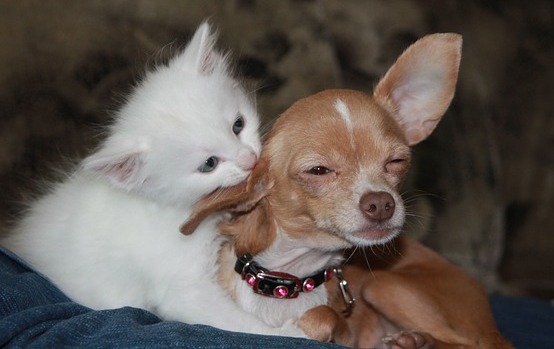Schüßler Salze für Hunde und Katzen