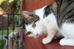 Katze hat FIV