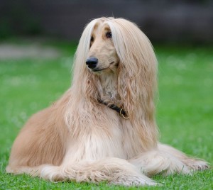 Afghane Hund