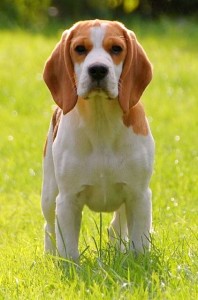 Beagle