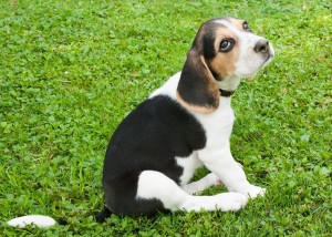 Beagle3