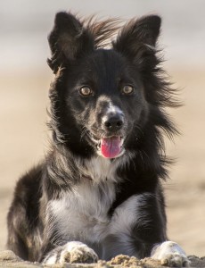 Border Collie Hund