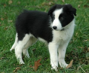 Border Collie Welpe