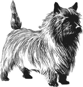 Cairn Terrier2