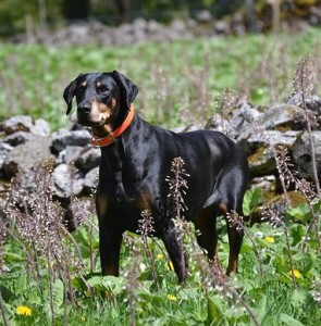 Dobermann