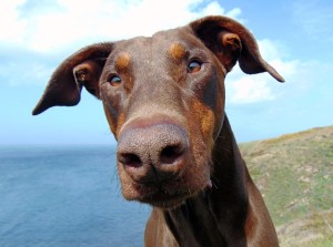 Dobermann-braun
