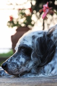 Englischer Setter