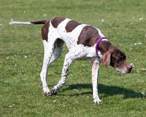 English-Pointer