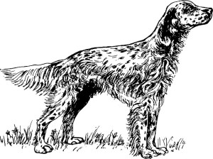 English Setter