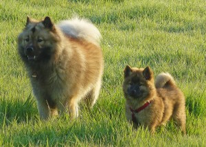Eurasier
