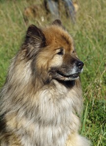 Eurasier Hund
