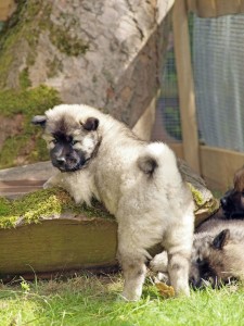 Eurasier Welpe