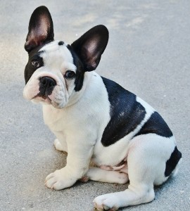 Franzoesische Bulldogge