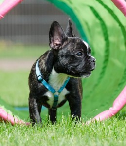 Franzoesische Bulldogge Welpe