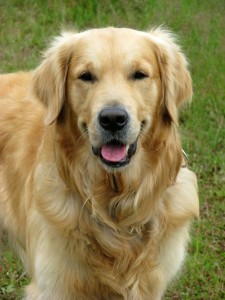 Golden Retriever Hund