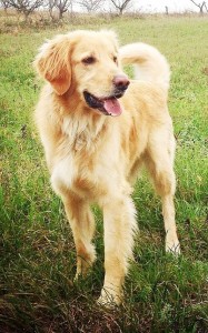 Hovawart blond