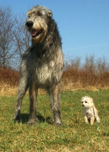 Irish Wolfhound