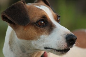 Jack Russell Hund