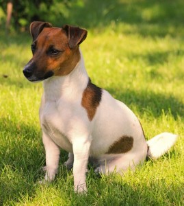 Jack Russell
