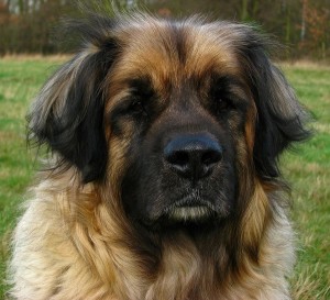 Leonberger2