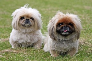 Pekingese