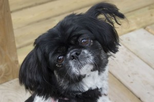 Pekingese2